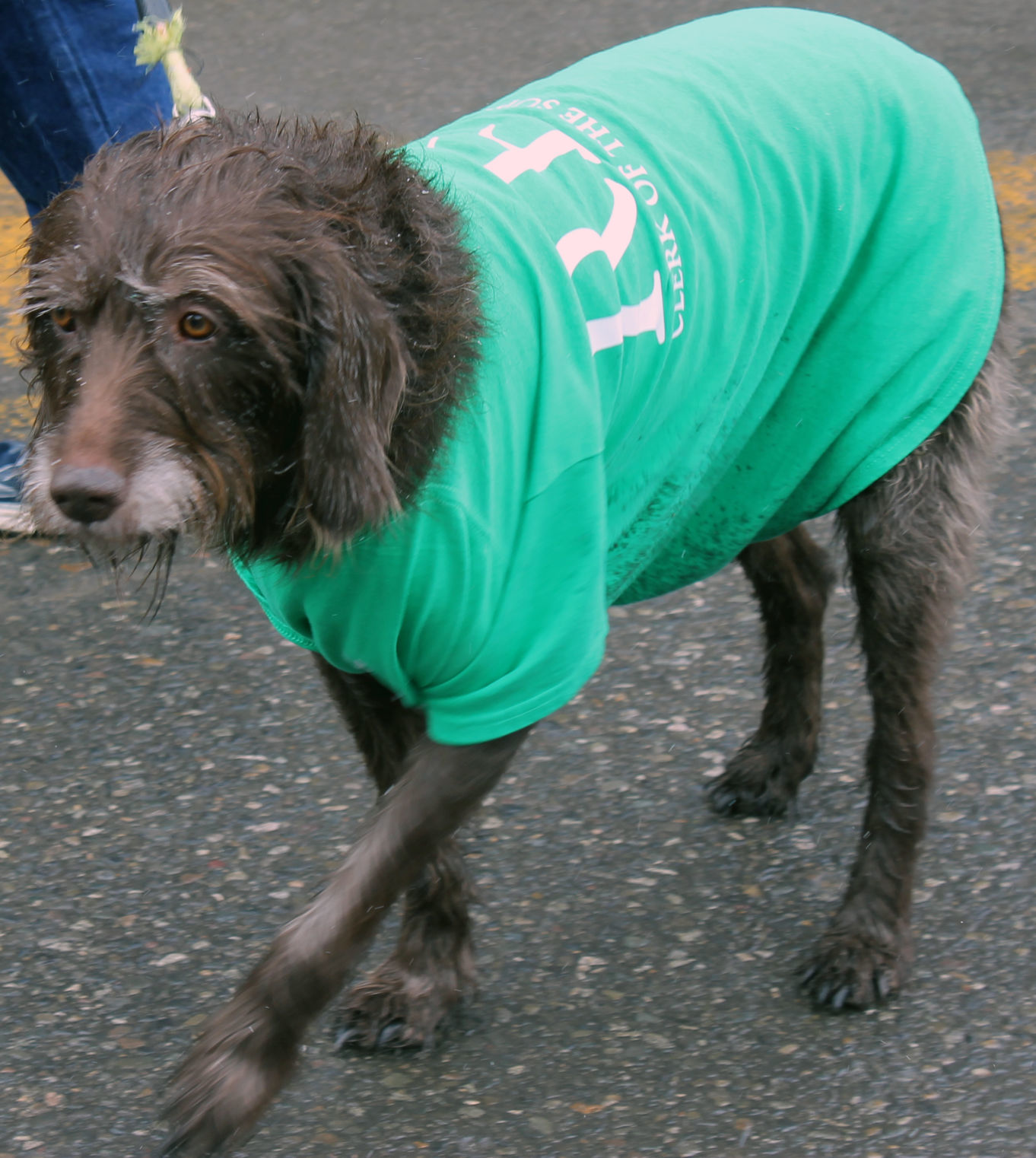 Dog in green